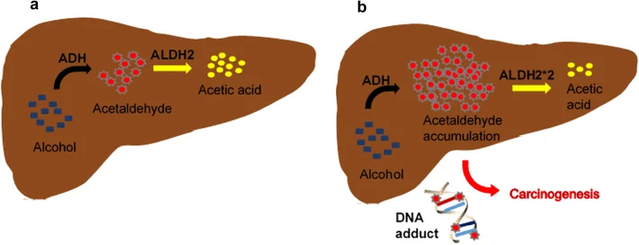 Primary liver pathway for ethanol breakdown. Source: ResearchGate
